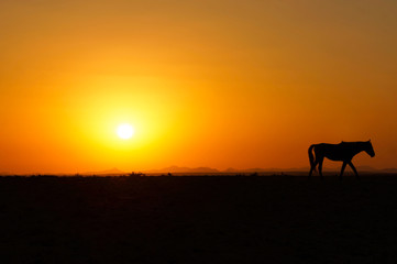 Fototapeta na wymiar Horse Sunset in Aus - Namibia