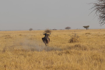 Wildebeest running in Nata in Botswana. Travelling during dry season on holiday.
