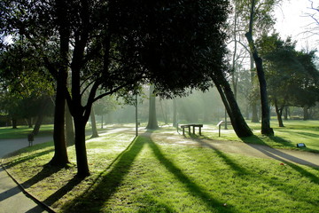 parque al amanecer con fuerte contraluz entre la niebla matutina