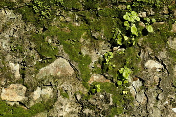 rocas con musgo y plantas