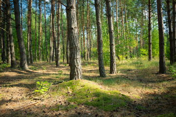 Beautiful coniferous forest, view on a sunny day, Zarzecze, Poland