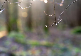 Branch with water drops in forest