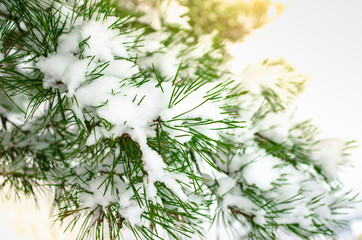 spruce pine branch in winter white background
