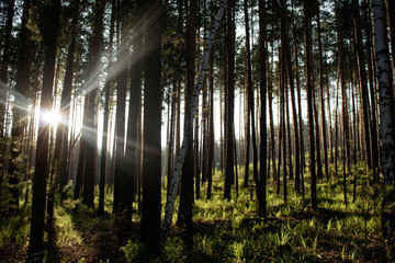 sun rays in a pine forest