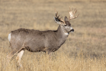 Naklejka na ściany i meble Mule Deer Buck in Colorado in Fall