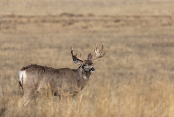 Naklejka na ściany i meble Mule Deer Buck in Colorado in Fall