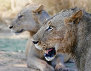 Fototapeta na wymiar Lions in South Luangwa National park - Zambia