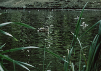 duck swims in the lake for green grass