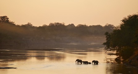 Elephants in South Luangwa National Park - Zambia