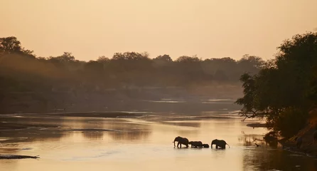 Foto op Aluminium Elephants in South Luangwa National Park - Zambia © Doctor Livingstone