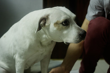 offended white dog with sad eyes