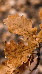 Fototapeta na wymiar yellow fallen oak leaves