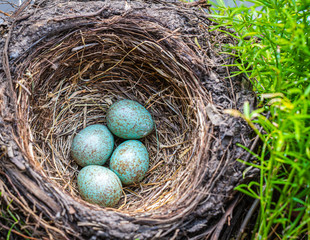 blackbird (Turdus merula), blackbird nest with four eggs in a flowers box with geranium plants