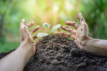 Women hands are planting the seedlings into the soil. Natural blur background and warm light.Close-up at a young seedling. Selection focus at a seedling.