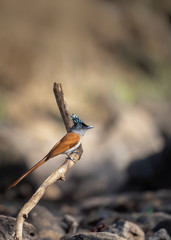 Asian Paradise Fly Catcher Female sitting on Perch