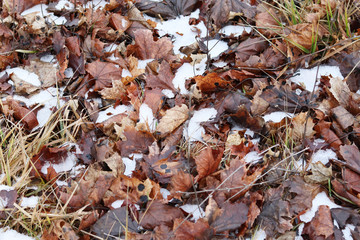 yellow-orange dry leaves on the ground in the snow
