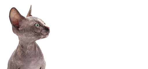 Bald Sphynx Kitten (cat) on white.