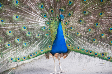 Obraz premium Peacock standing with beautiful fully open plumage