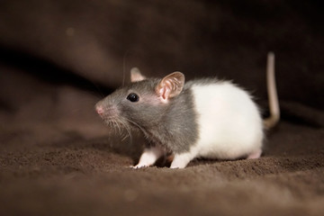 Młody szczur na brązowym tle