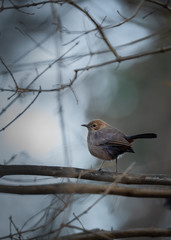An Indian Robin bird perched on a branch in forest