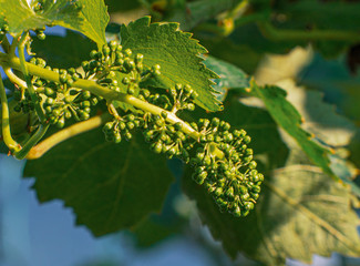 Vitis vinifera grape vine with small flowers and developing fruit. Close-up