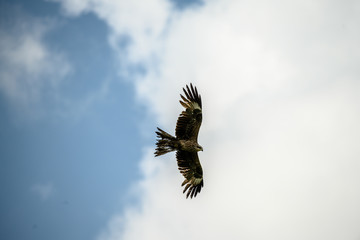 eagle in flight