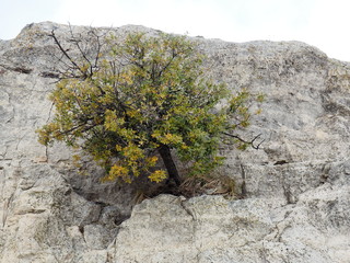 el arbusto que se aferra a sus raices, siurana, tarragona, españa, europ