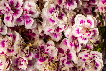 Fototapeta premium flores sweet william