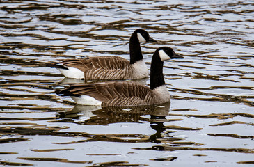 canadian goose on water