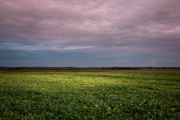 Fototapeta na wymiar Huge beetroot field, evening colorful clouds on the sky, Zarzecze, Polska
