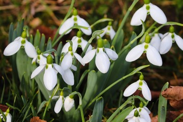 Schneeglöckchen im Frühling