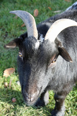 portrait of a goat with eye contact
