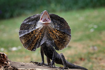Close-up portrait of a Frill-necked Lizard standing on a rock spreading its neck and hissing, Indonesia