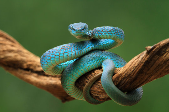 Coiled blue viper snake on a branch, Indonesia