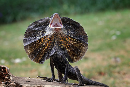 Frill-necked Lizard hissing, Indonesia