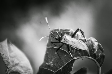 Close-Up Of Beetle On Leaf
