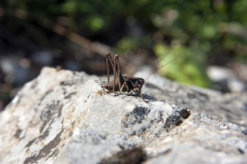 Grasshopper sitting on the rock