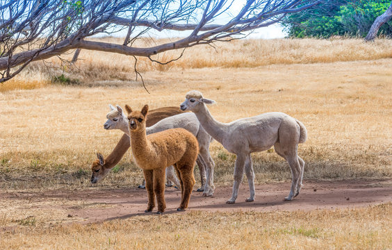 Four llamas standing in a meadow, Australia