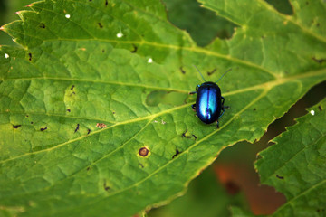 Shiny blue bug on leaf