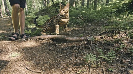 One cat in a city park. Bengal wildcat walk on the forest in collar. Asian Jungle Cat or Swamp or Reed. Domesticated leopard cat hiding, hunting and playing in grass. Domestic cat in outdoor nature.