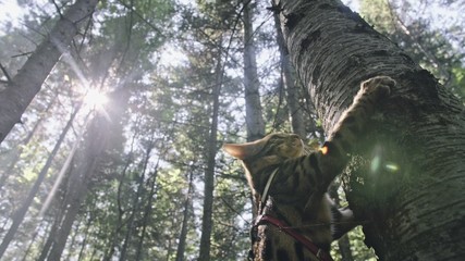 Obraz premium One cat in a city park. Bengal wildcat walk on the forest in collar. Asian Jungle Cat or Swamp or Reed. Domesticated leopard cat hiding, hunting and playing in grass. Domestic cat in outdoor nature.