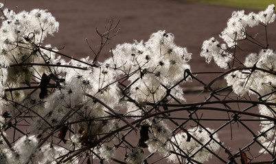 close-up of Clematis Vitalba growing on a fence gewöhnliche Waldrebe