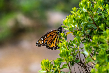 A closeup sideview of a Monarch butterfly in Mexico with space for text