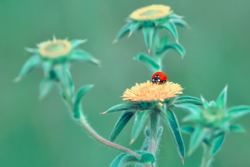 Beautiful ladybug on leaf defocused background