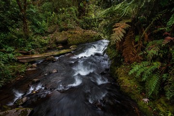 waterfall in the forest