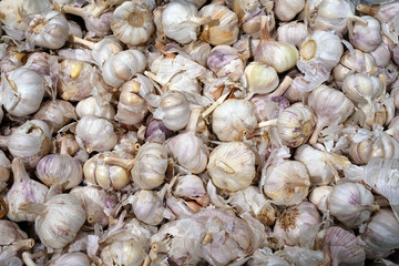 heads of garlic, ripe, white, spice on sale at local vegetable market