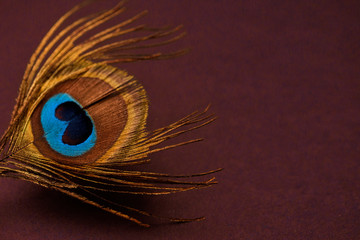 Feather of peacock on the burgundy background