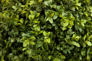 Green leaves on the wall