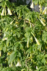 Datura stramonium, pianta con fiori a forma di trombette