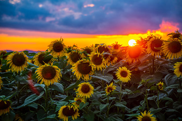 Sunflowers field at the sunset